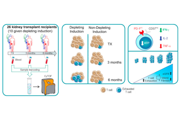 T-cell exhaustion correlates with improved outcomes in kidney transplant recipients