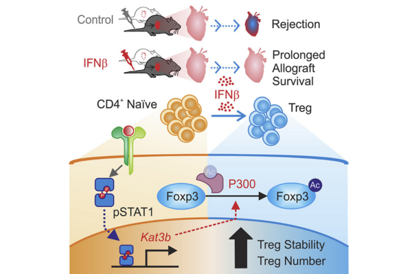 Interferon-beta Acts Directly on T cells to Enhance T REG Induction through Foxp3 Acetylation