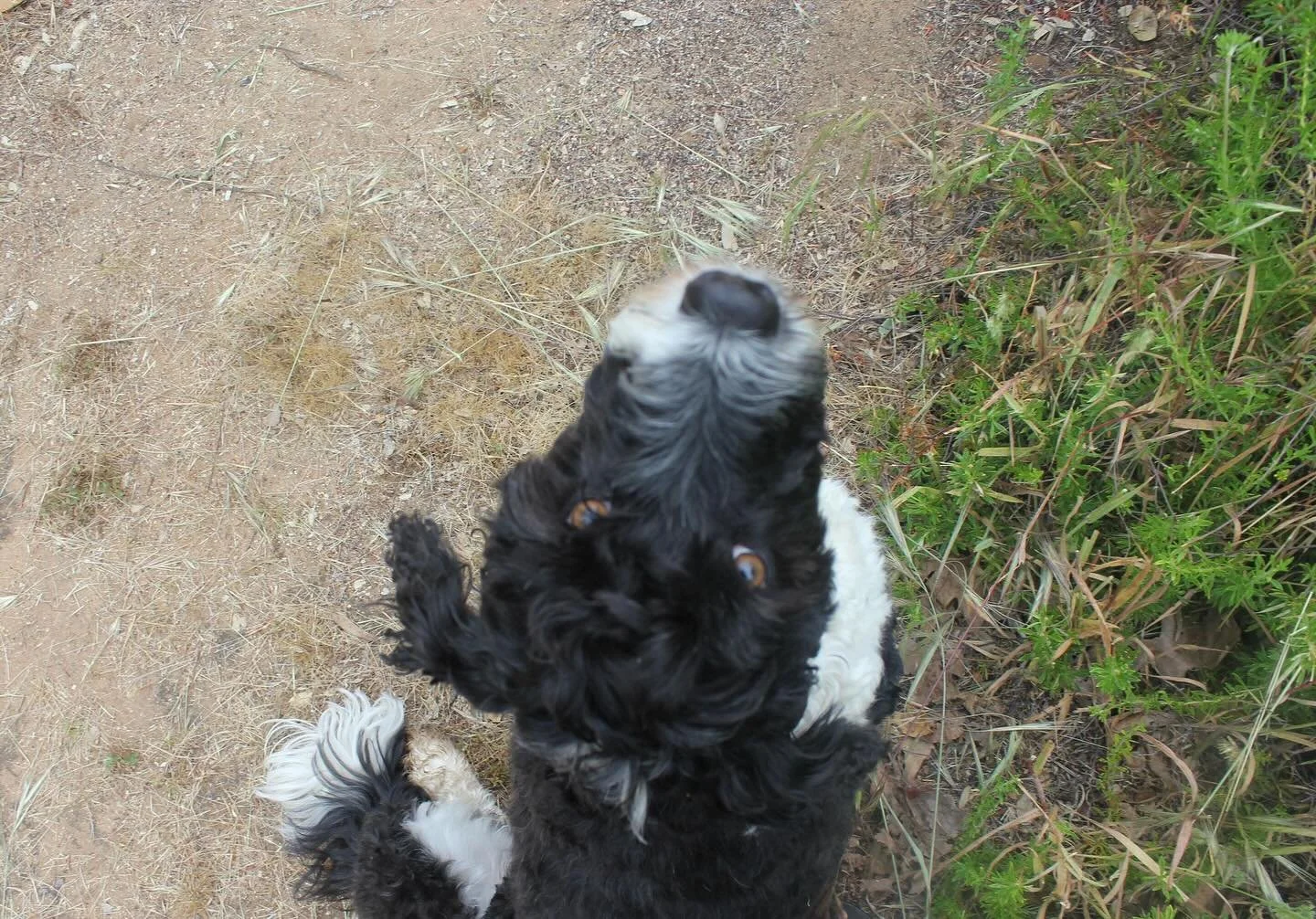 My shadow