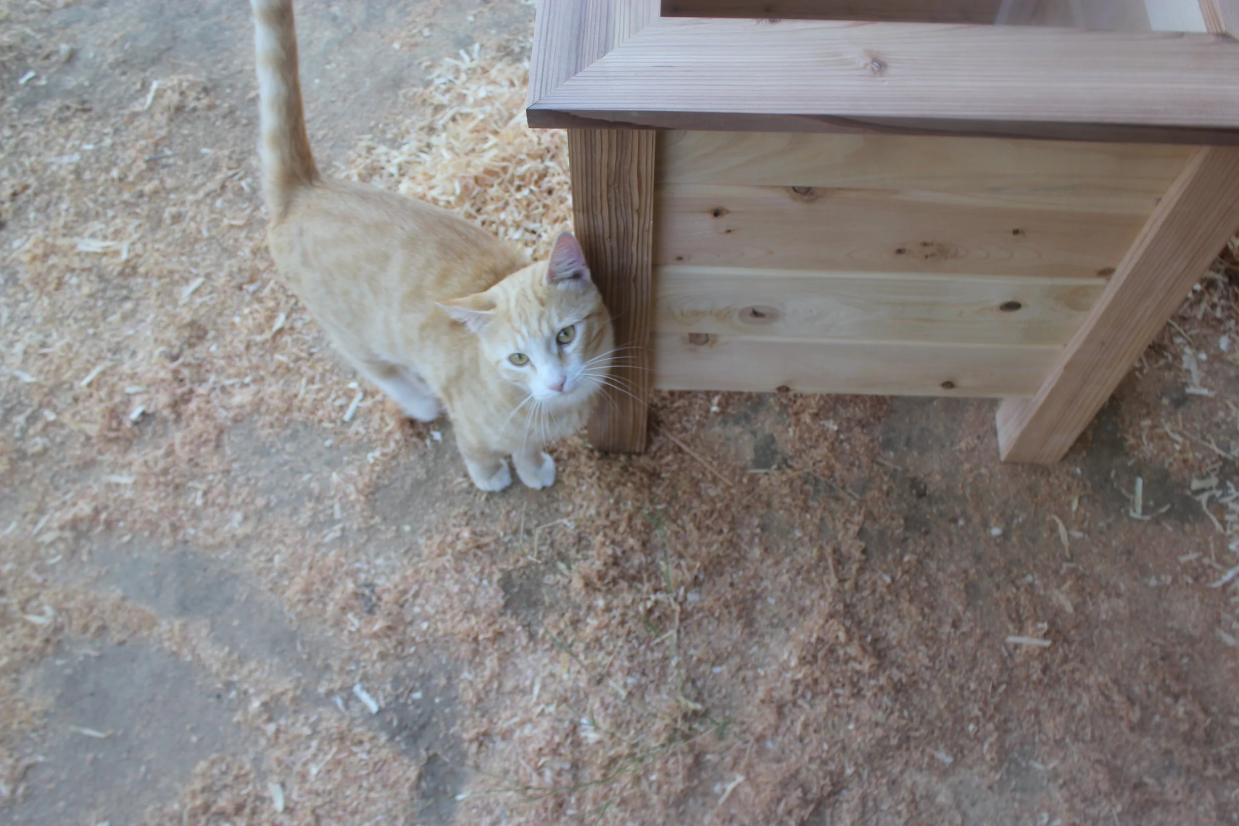 A cat interacting with a cedar wooden planter box being built.
