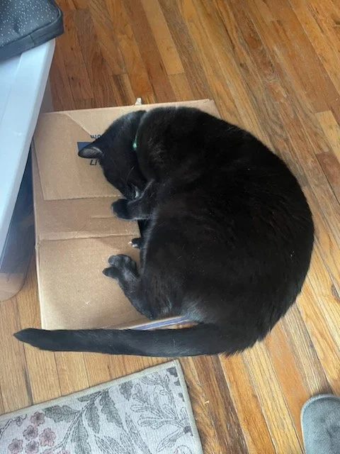 George laying on the box that delivered the catnip goodies! 