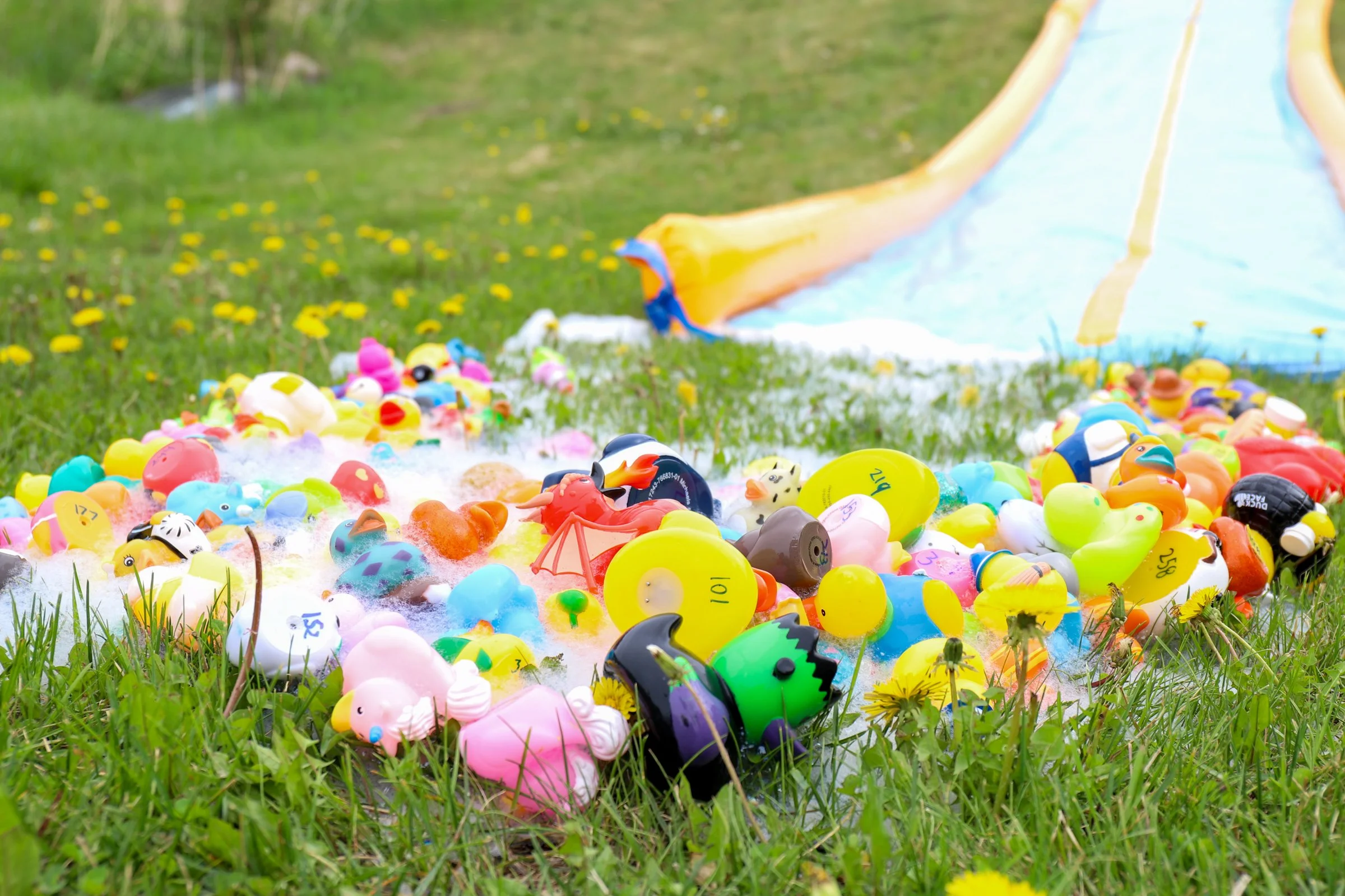 260529_DuckDrop-14.jpg