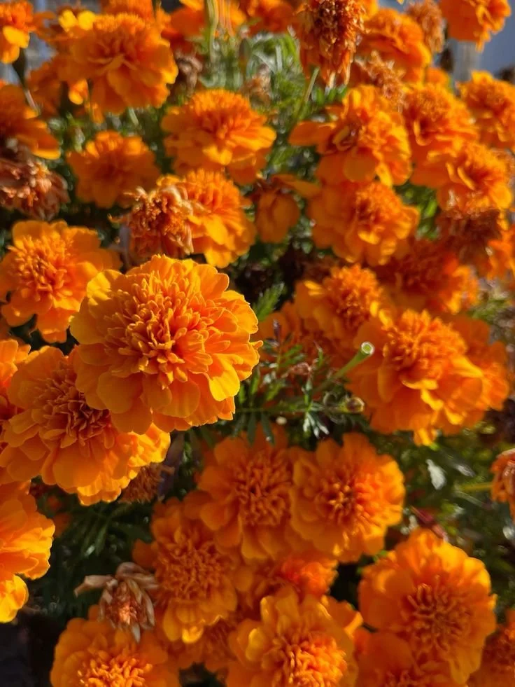 Marigold Flower Essence