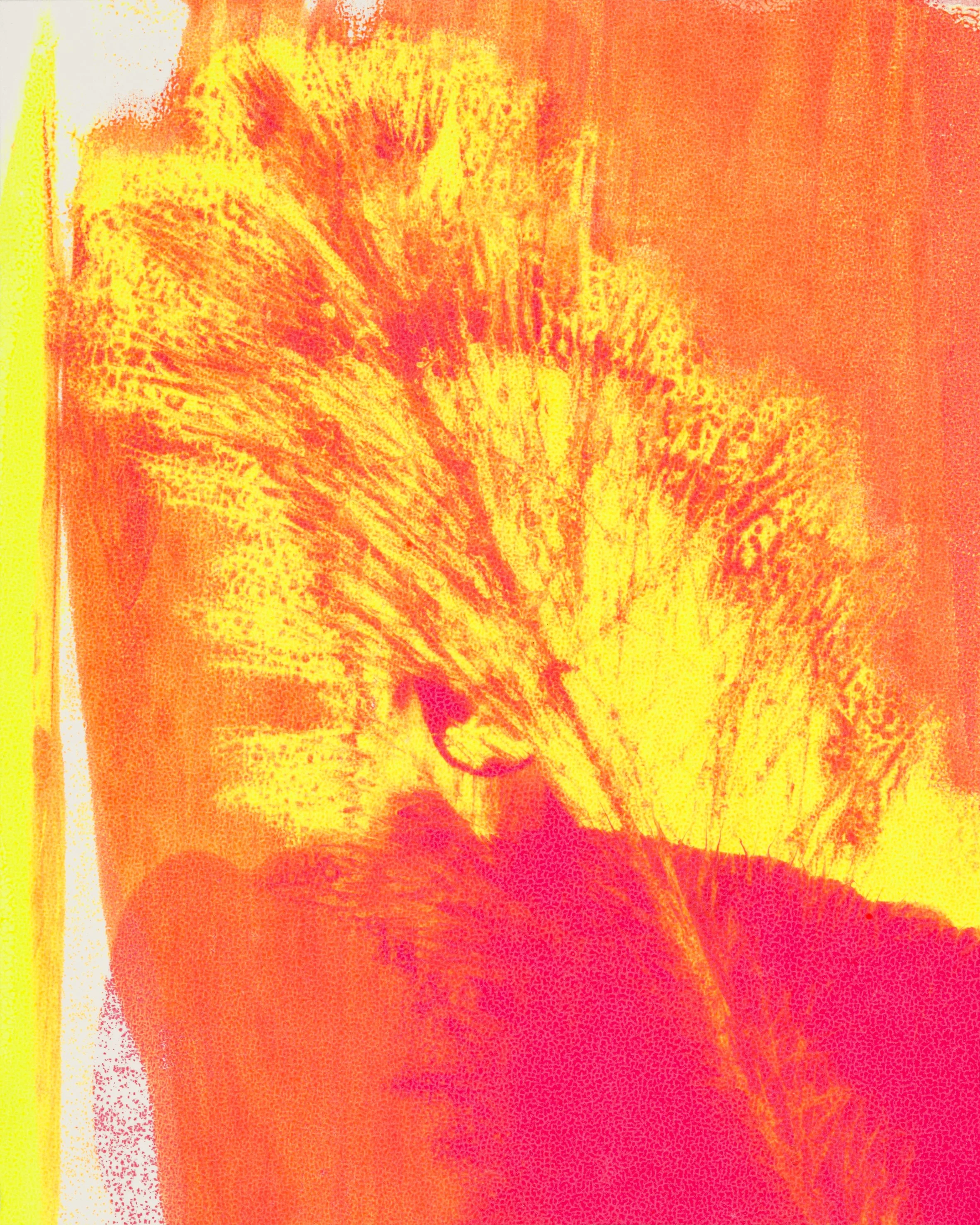 fluro and feather series number 1.jpg