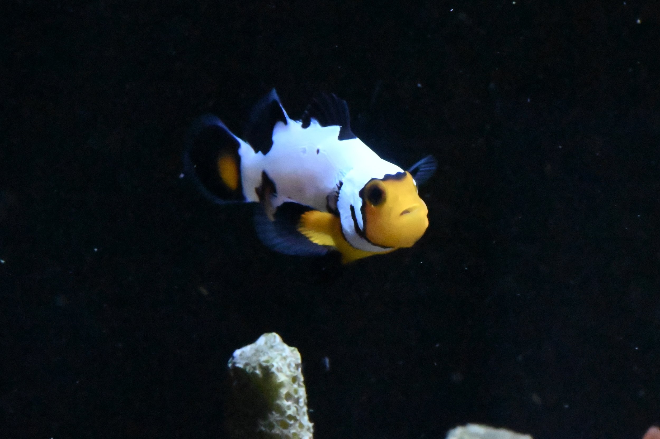 DSC_9576.jpeg