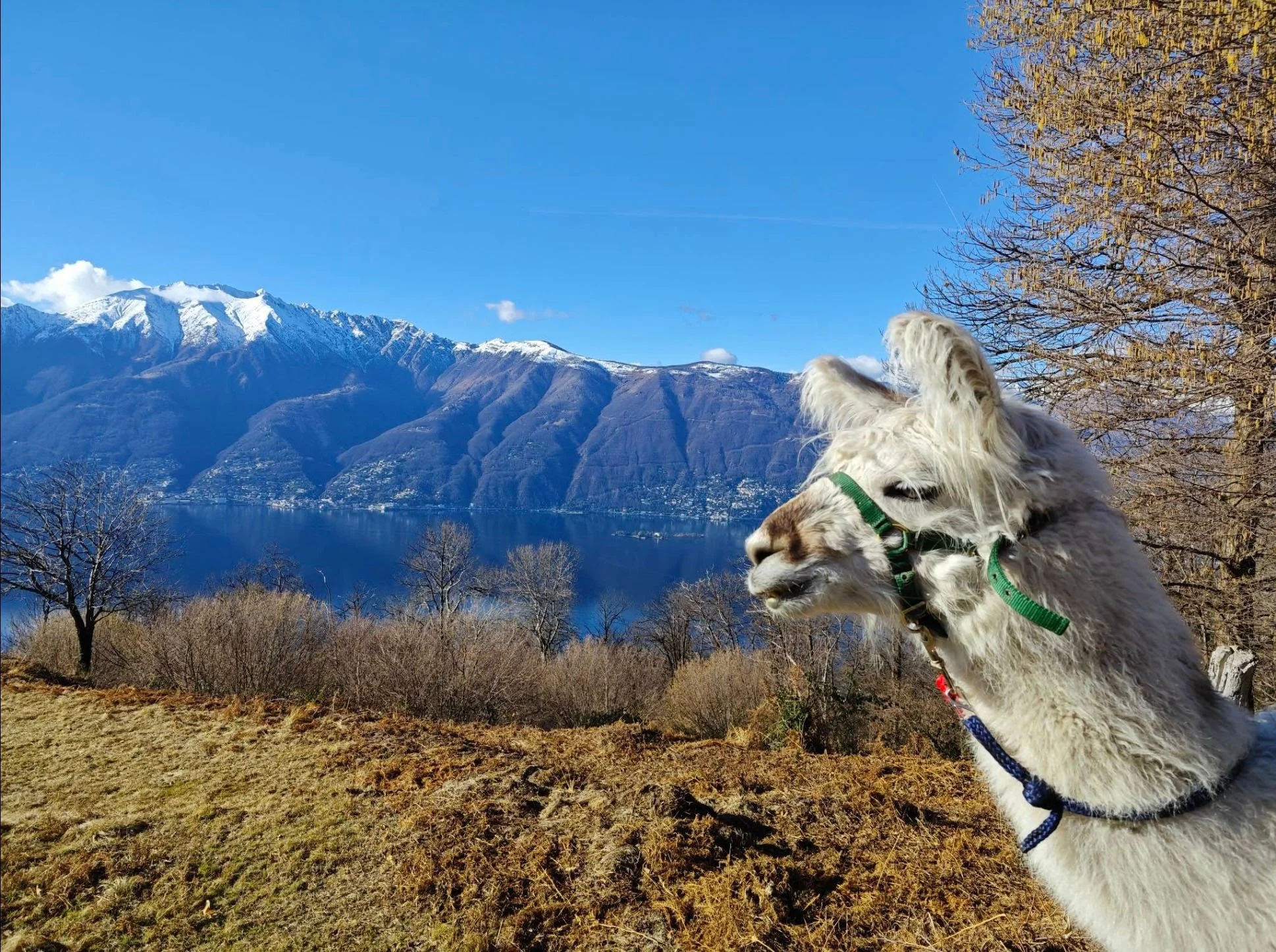 GOCCE DI MIELE, FILI DI LANA…