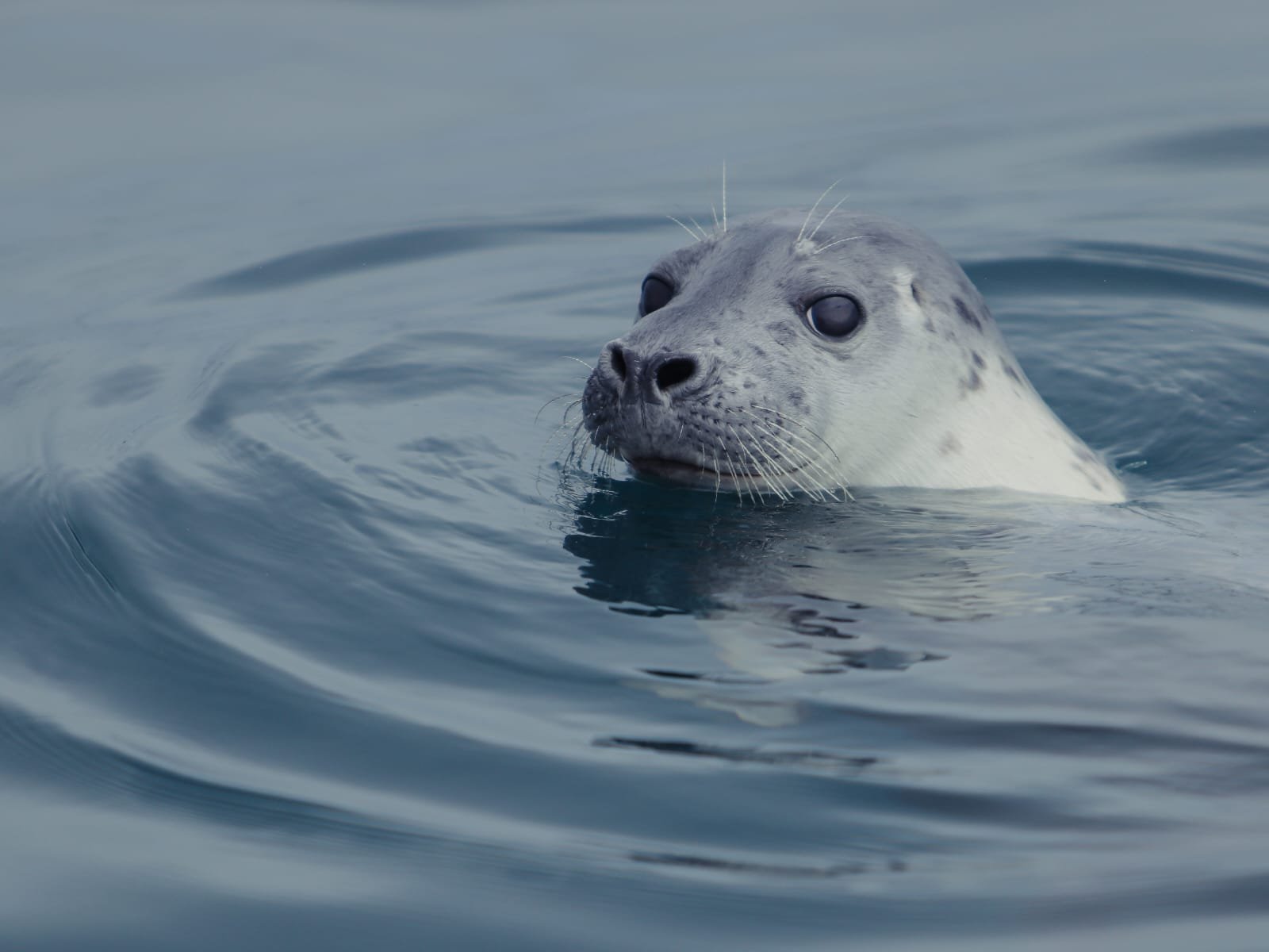 An Atlantic grey seal