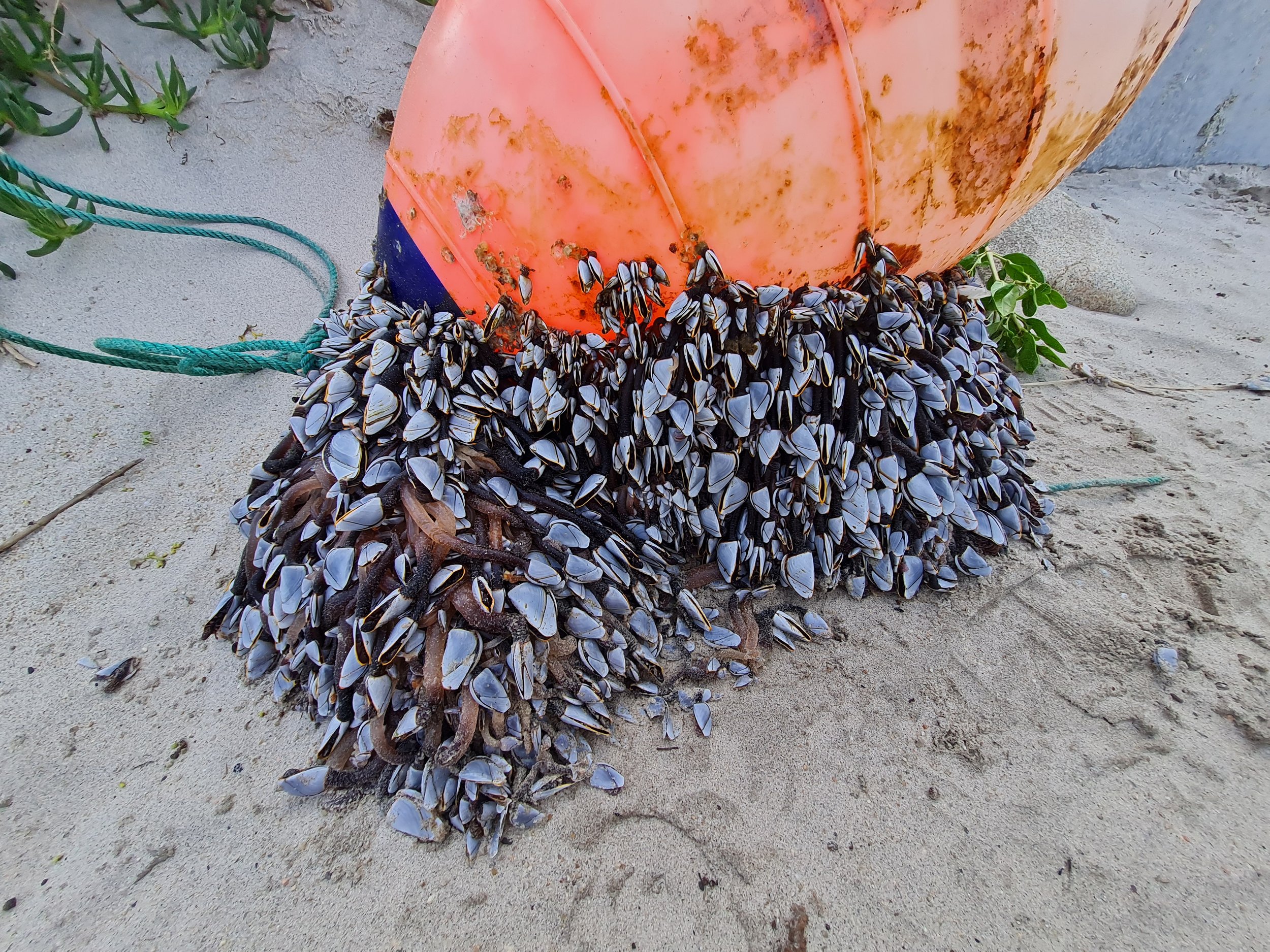 Goose barnacles attached to a fishing buff