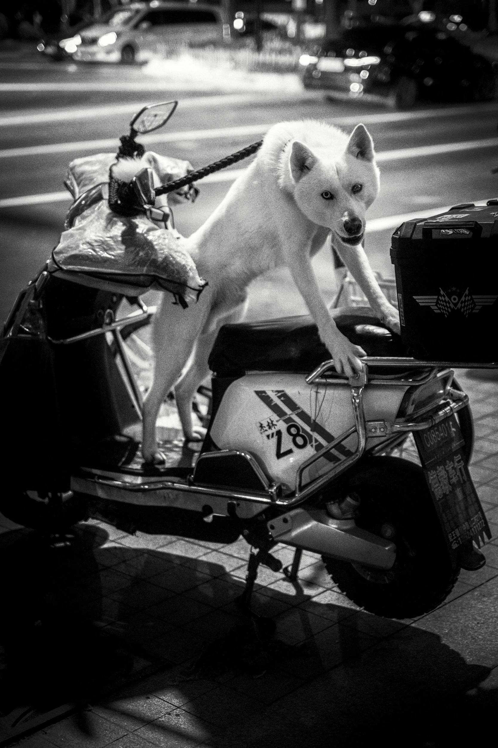 7_Night-rider.jpg