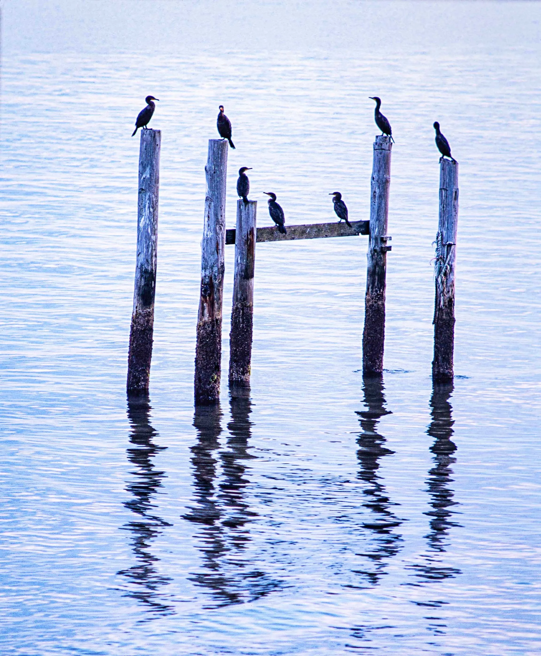 Cormorants on and Old Pier.jpg