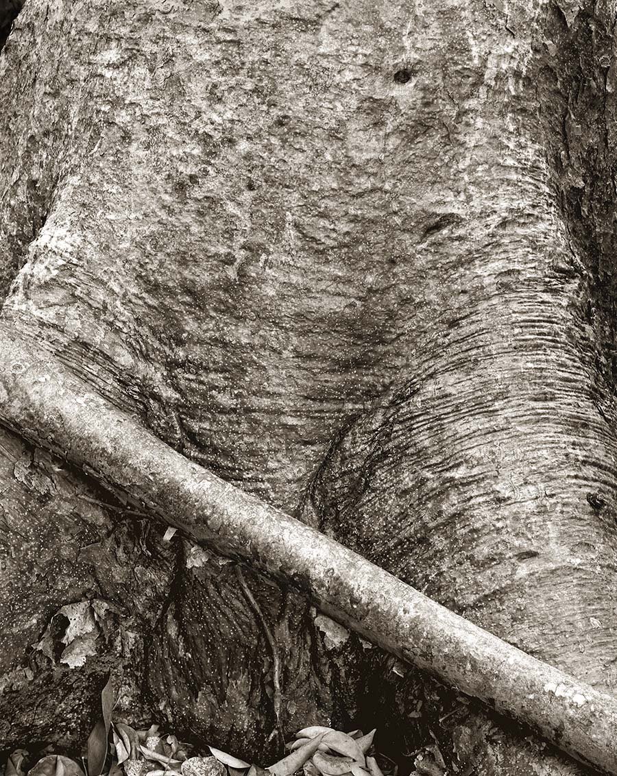 Trunk of Baobab