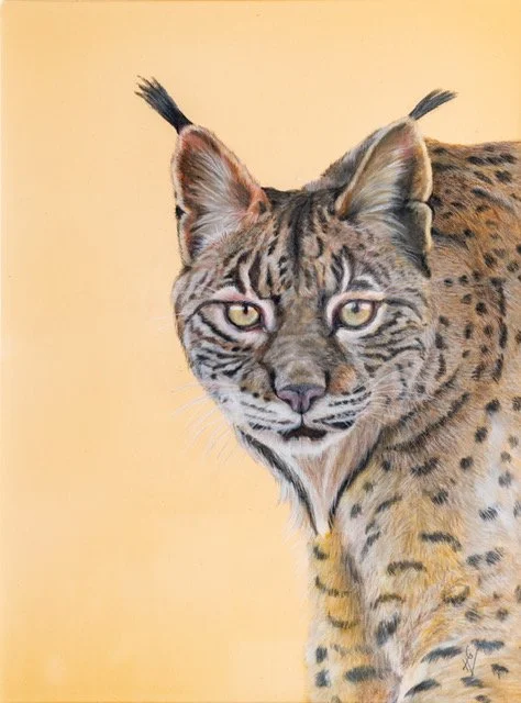 Iberian lynx