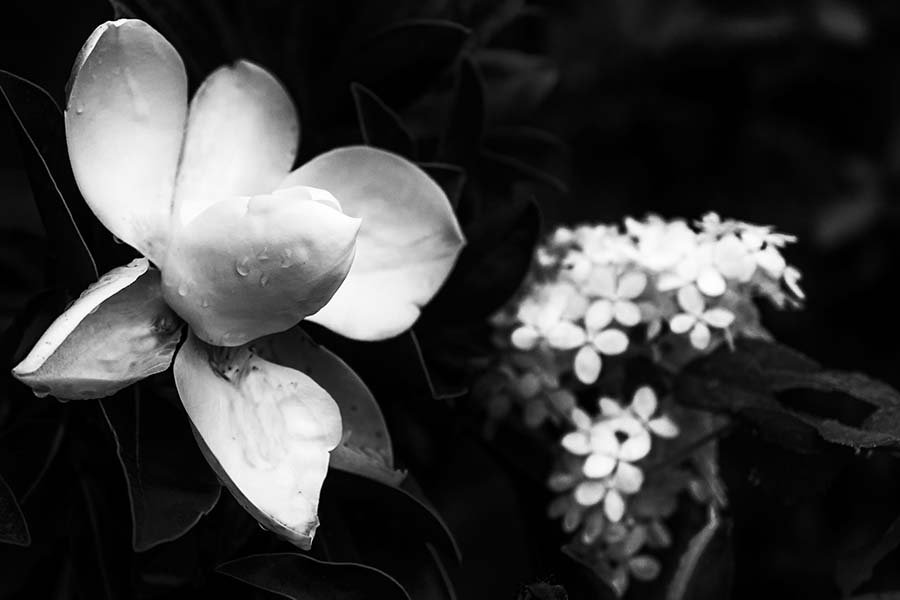 Magnolia Virginiana
