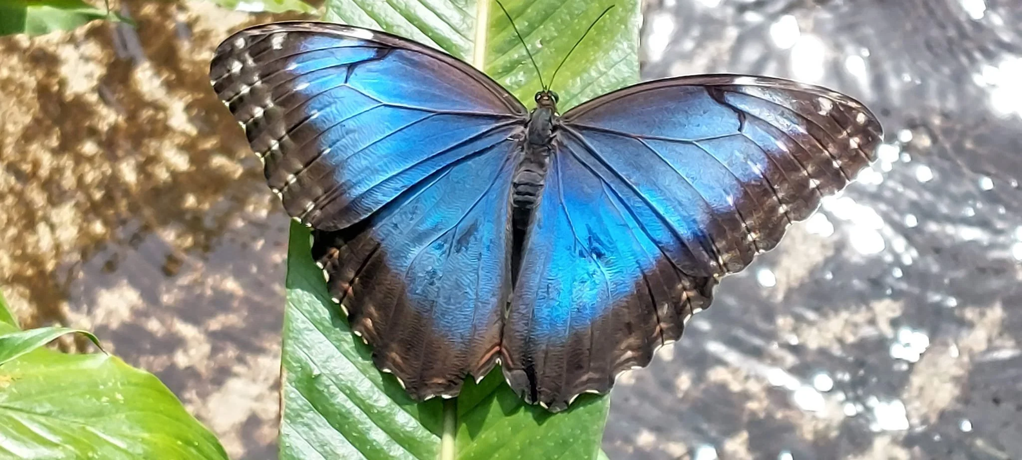 Blue Morpho