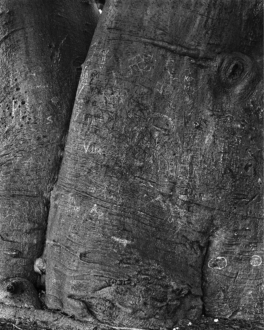 Trunk of Baobab II