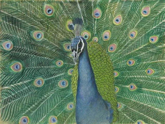 Peacock