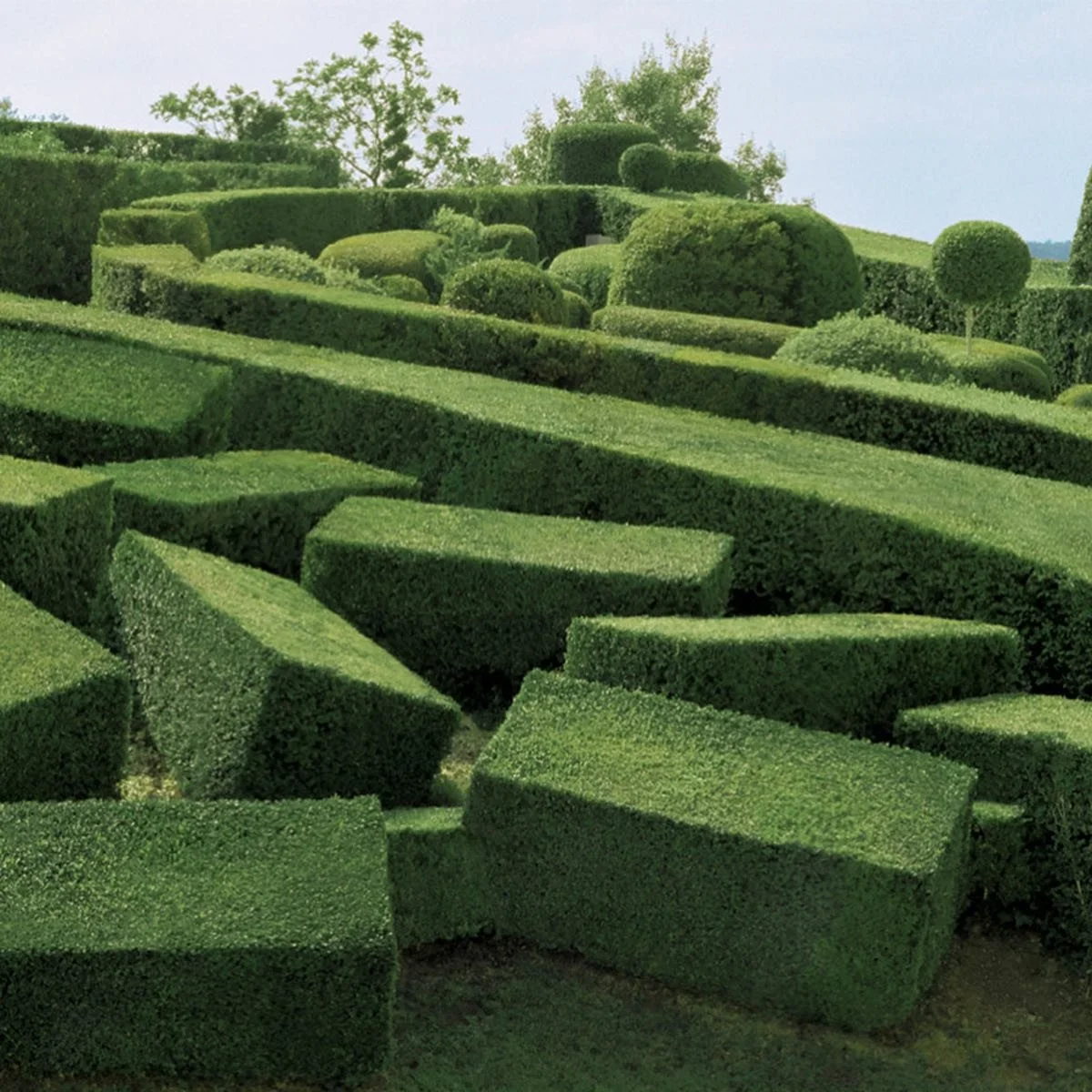 Classic cubed topiary at Chateau de Marqueyssac
.
.
.
.
.
#topiary #classic #erratics #chateaudemarqueyssac #frenchgarden #landscape #landart #modernist #sculpture #livingsculpture #chateau #boulder #plant #boxwood #gardening #playful #structure #lan