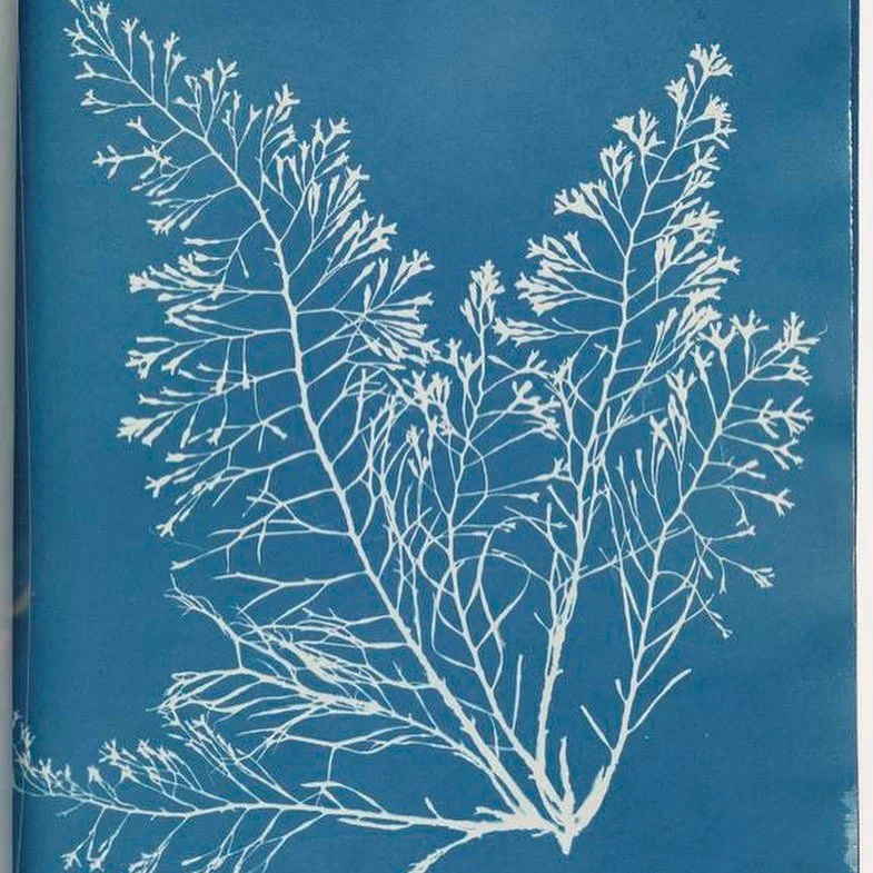 Photographs of British Algae: Cyanotype Impressions - Anna Atkins

Anna Atkins was an English botanist and photographer. She is often considered the first person to publish a book illustrated with photographic images. Some sources say that she was th