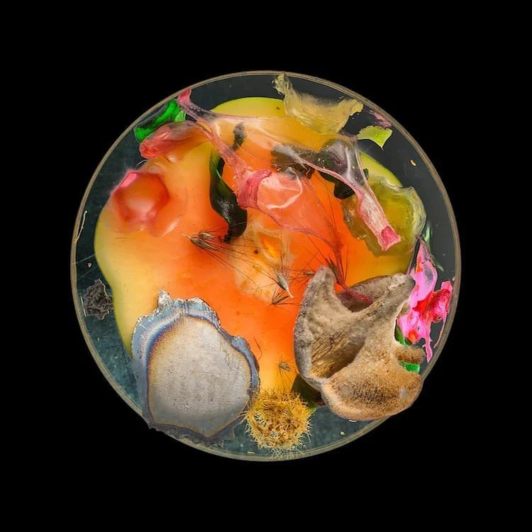 Suzanne Anker, Vanitas (In a Petri Dish)

Named after the genre of 17th century Dutch still life paintings that juxtaposed symbols of life and decay, the series creates and captures improbably seductive and miniature environments. The images suggest 