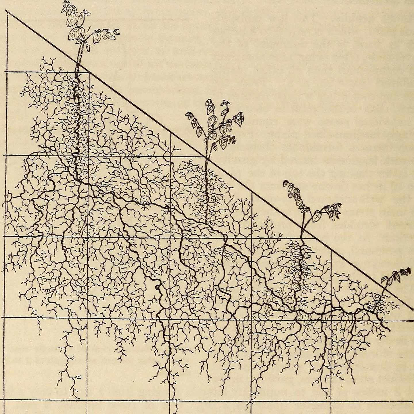 The Ecological Relations of Roots (1919)
-John E. Weaver 

.
.
.
.
.
.
#ecological #relation #roots #botany #plants #grasses #subterranean #underground #prairie #herbage #growth #section #excavation #science #representation #landscape #land #dirt #ea