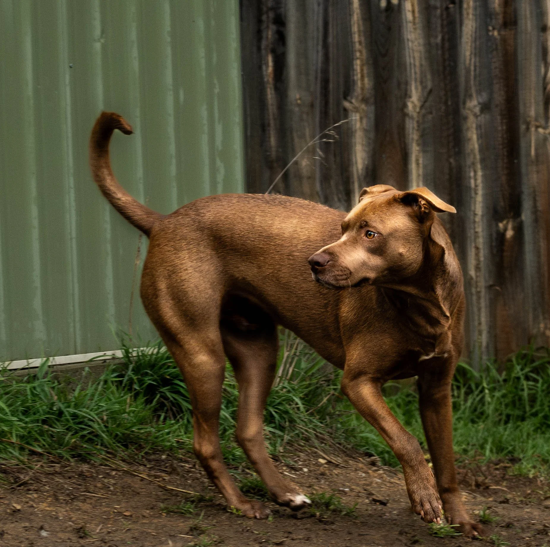 Pet Shoots (3 of 3).jpg