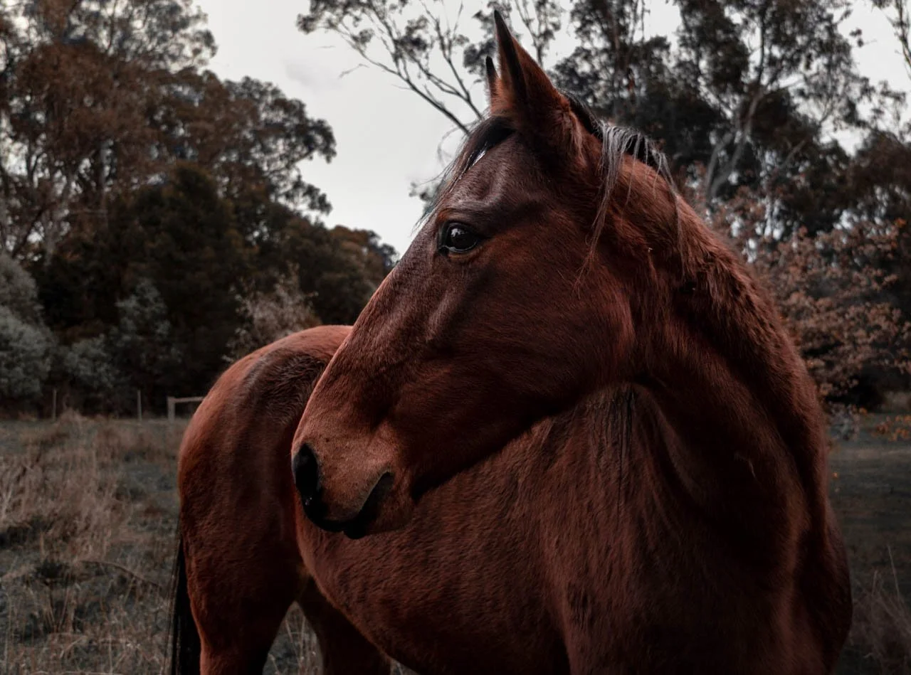 Pet Shoots (1 of 3).jpg