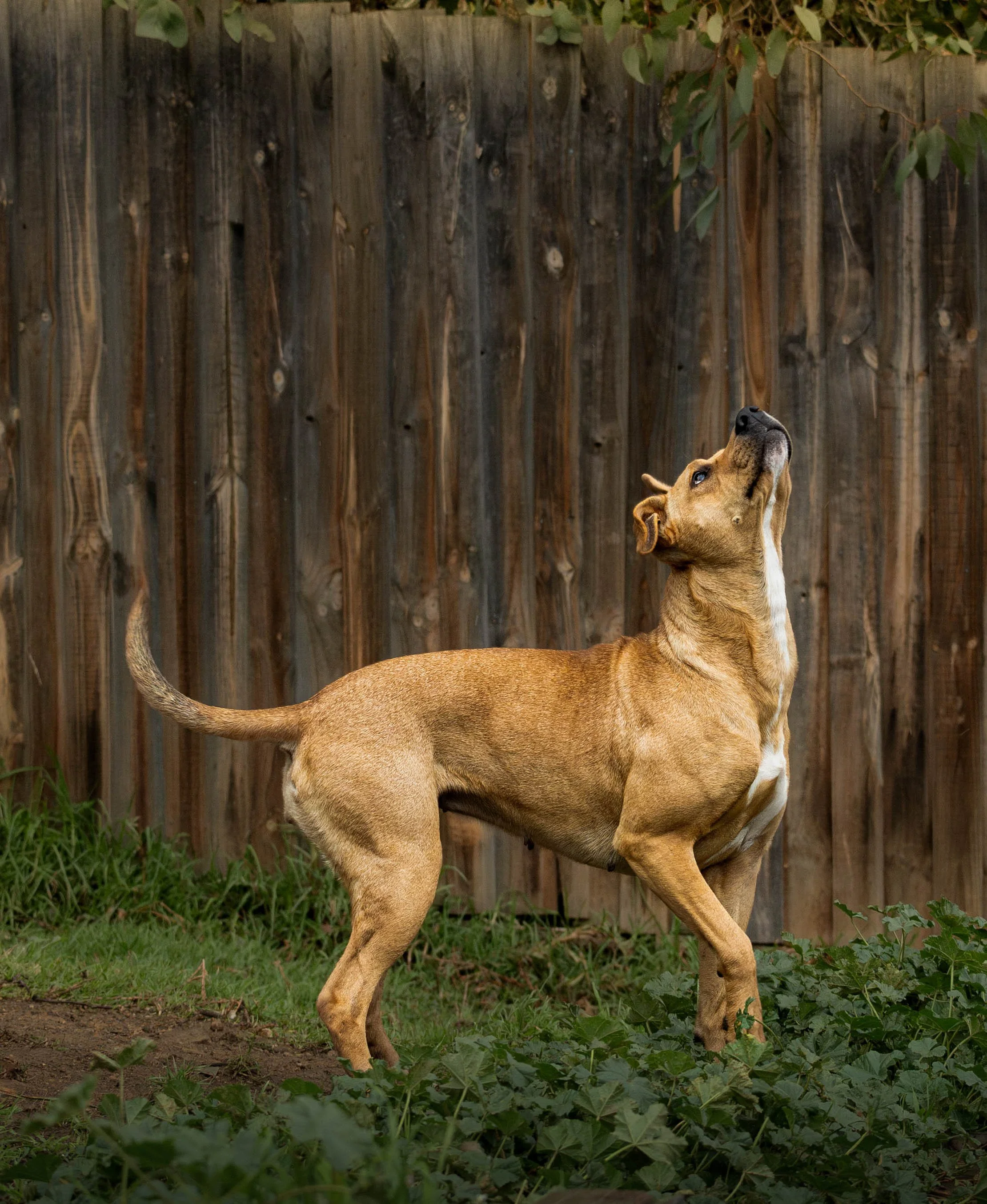 Pet Shoots (2 of 3).jpg