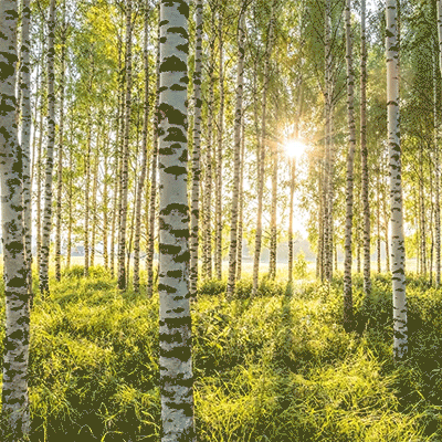 A grove of birch trees with sunshine coming through the branches