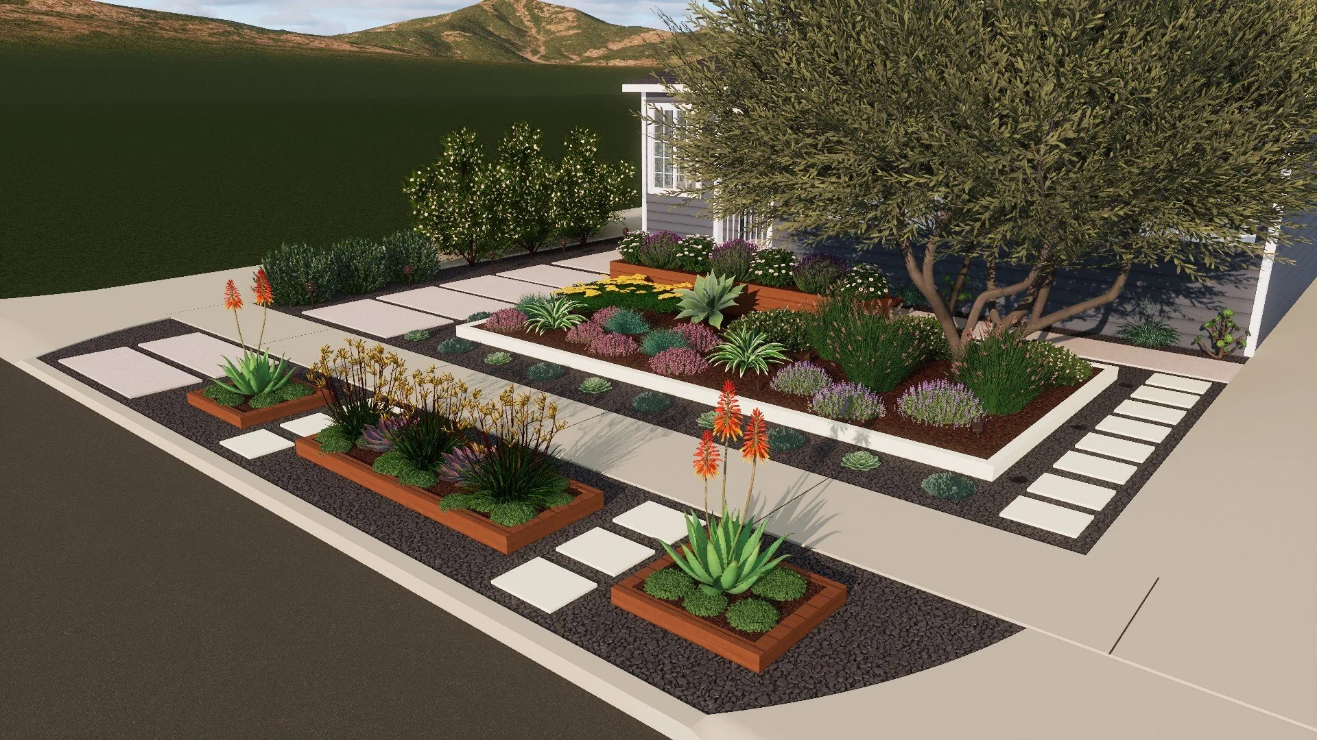 Front yard olive tree in modern landscape with drought-tolerant groundcover and succulents