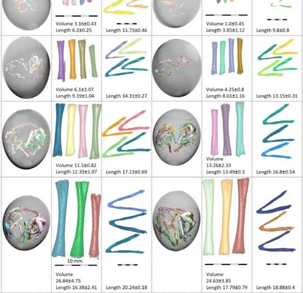 A 3D micro-computed tomography study comparing embryonic skeletal development in layer versus broiler strains of the domestic chicken
