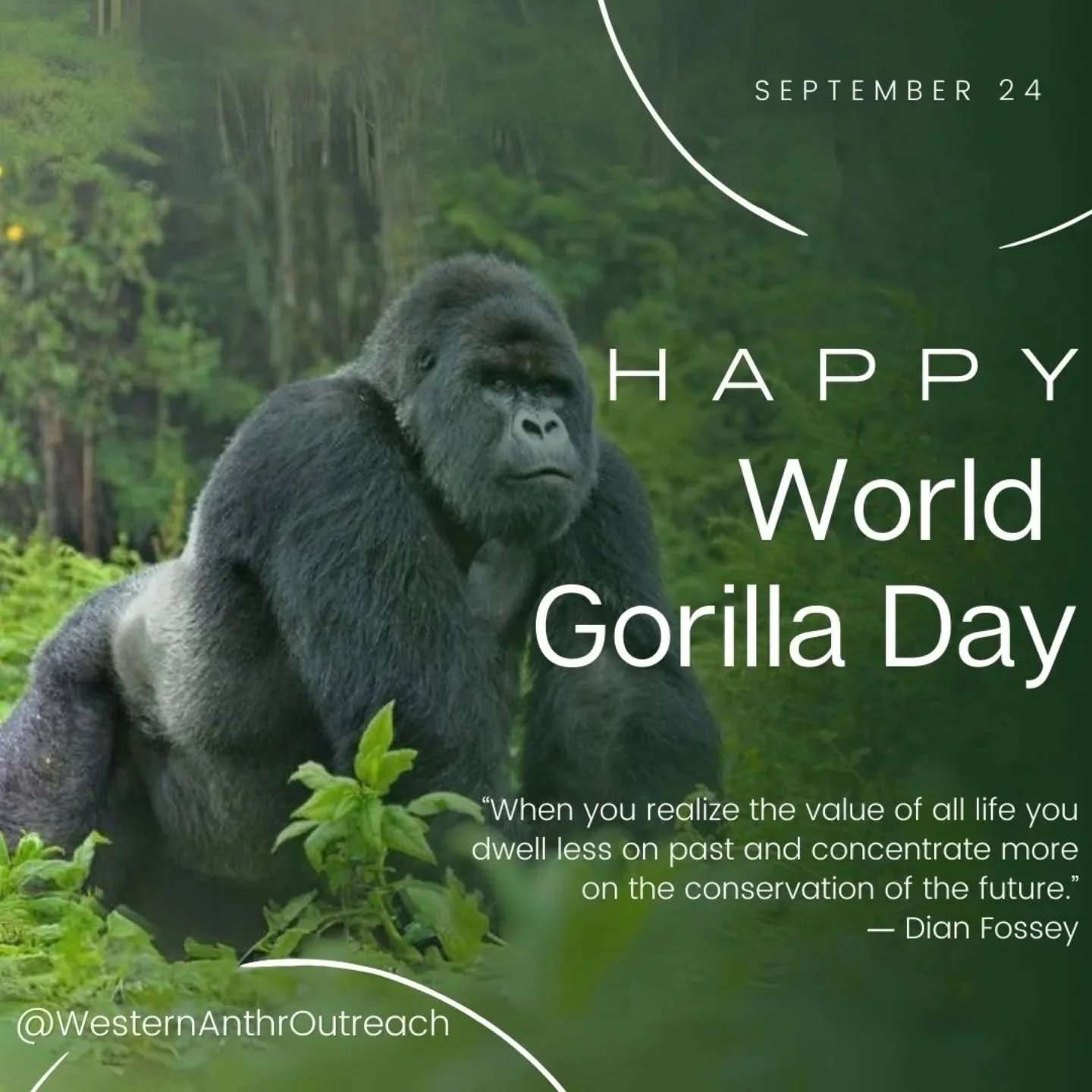 Happy World Gorilla Day everyone! Read through to learn some fun facts and what you can do to support these amazing primates 🦍