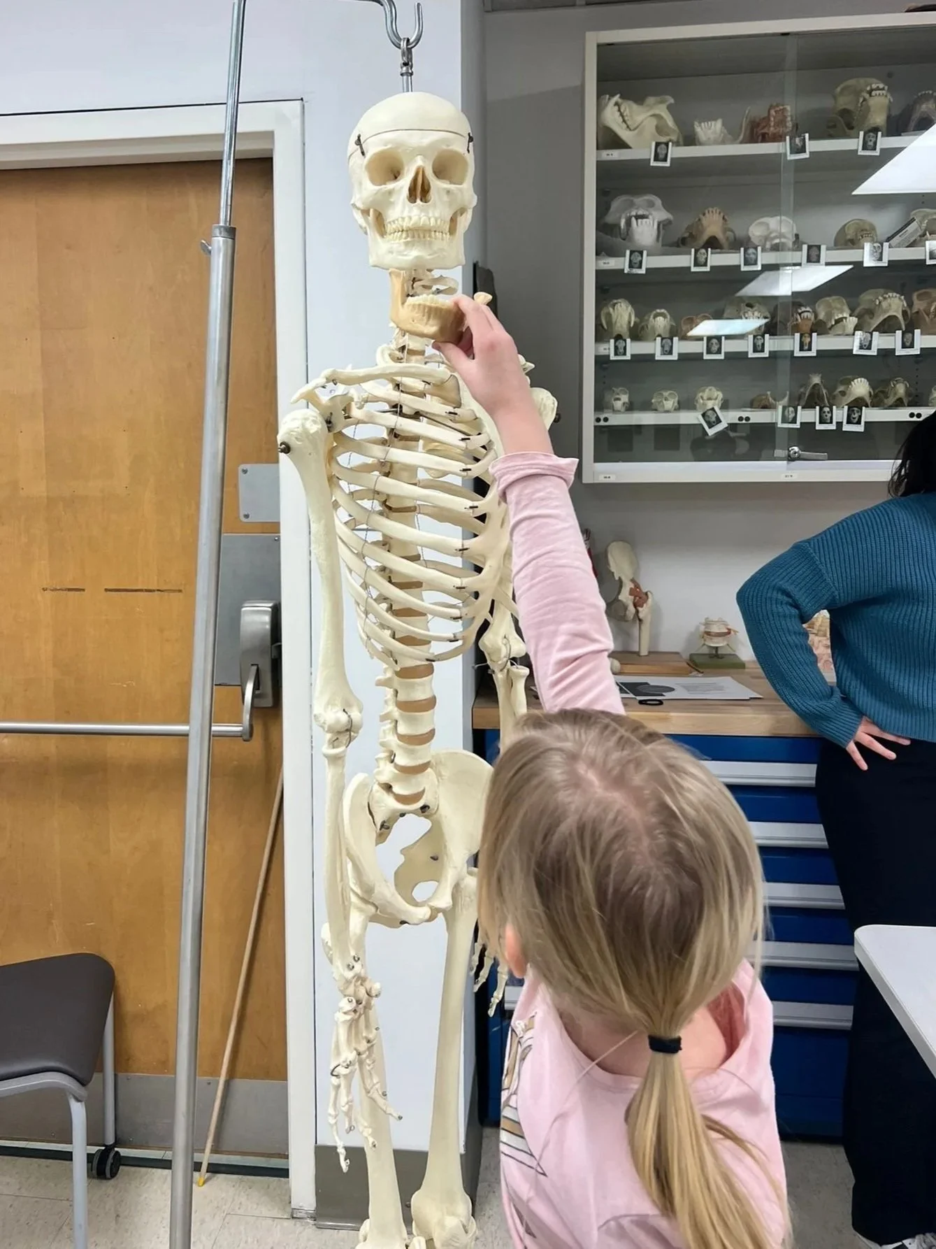 Self-taught skeletal osteology for a forensic anthropology activity with Canadian Association for Girls in Science