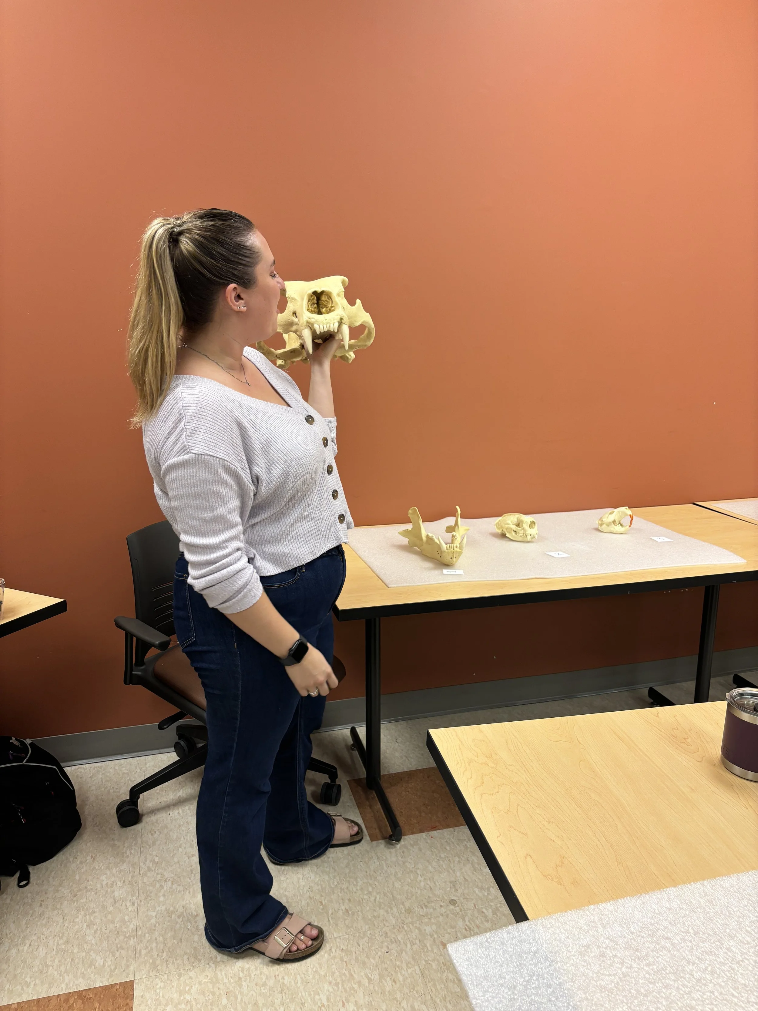Teaching zooarchaeology to highschool students from London Christian Highschool 2024