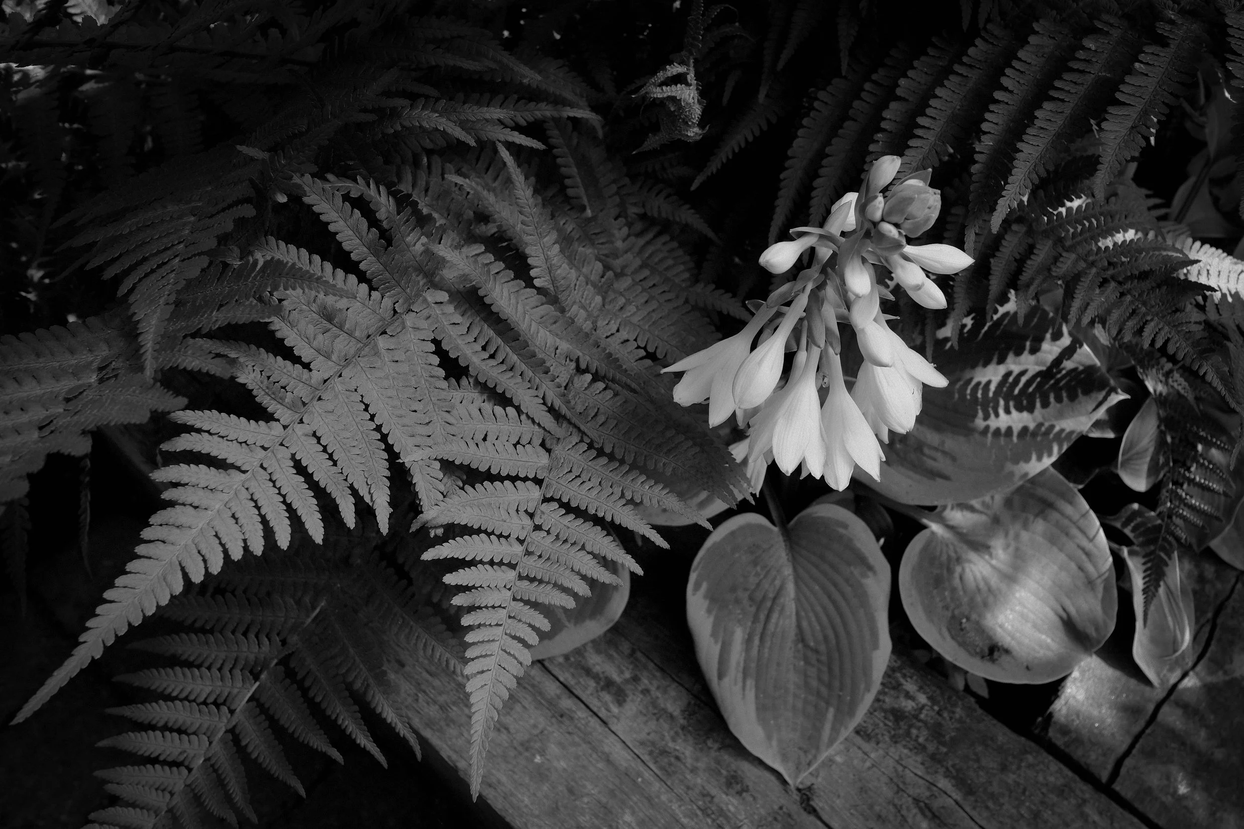HosterFern7146.jpg