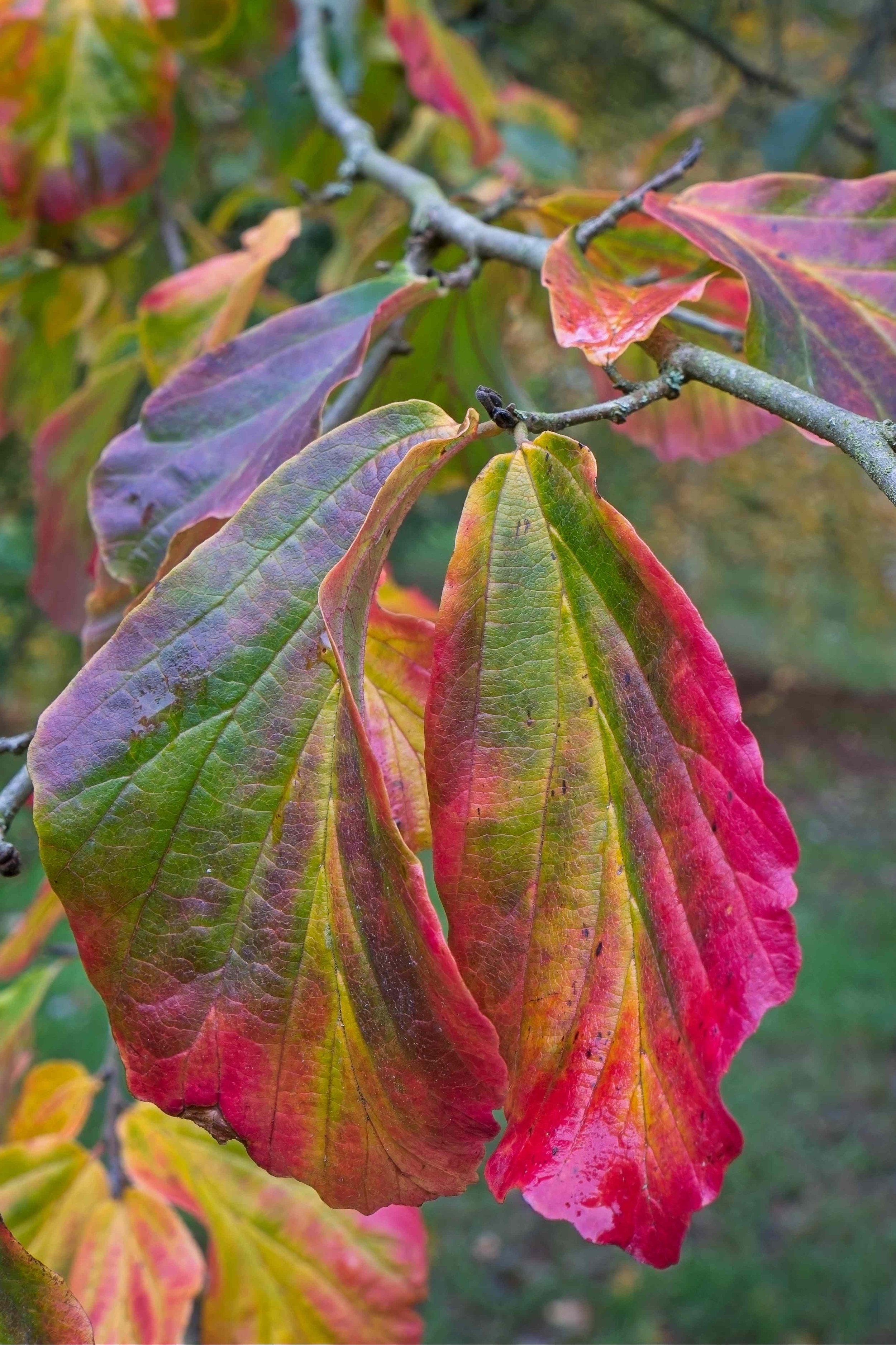 DSCF5843-DxO_DeepPRIME XD2s.jpg