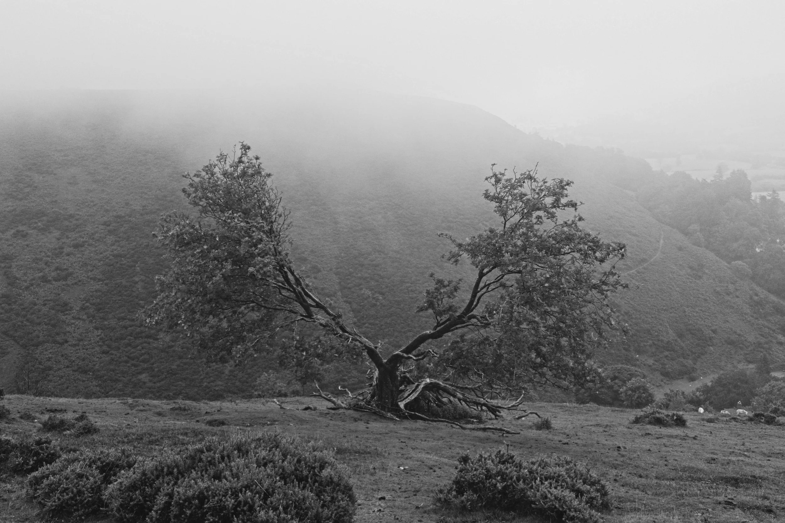 230722_TheTree_2571.jpg