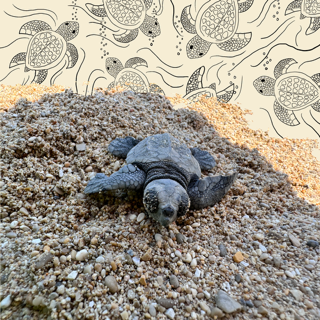 with Chanel Comis. Surprising sea turtles.