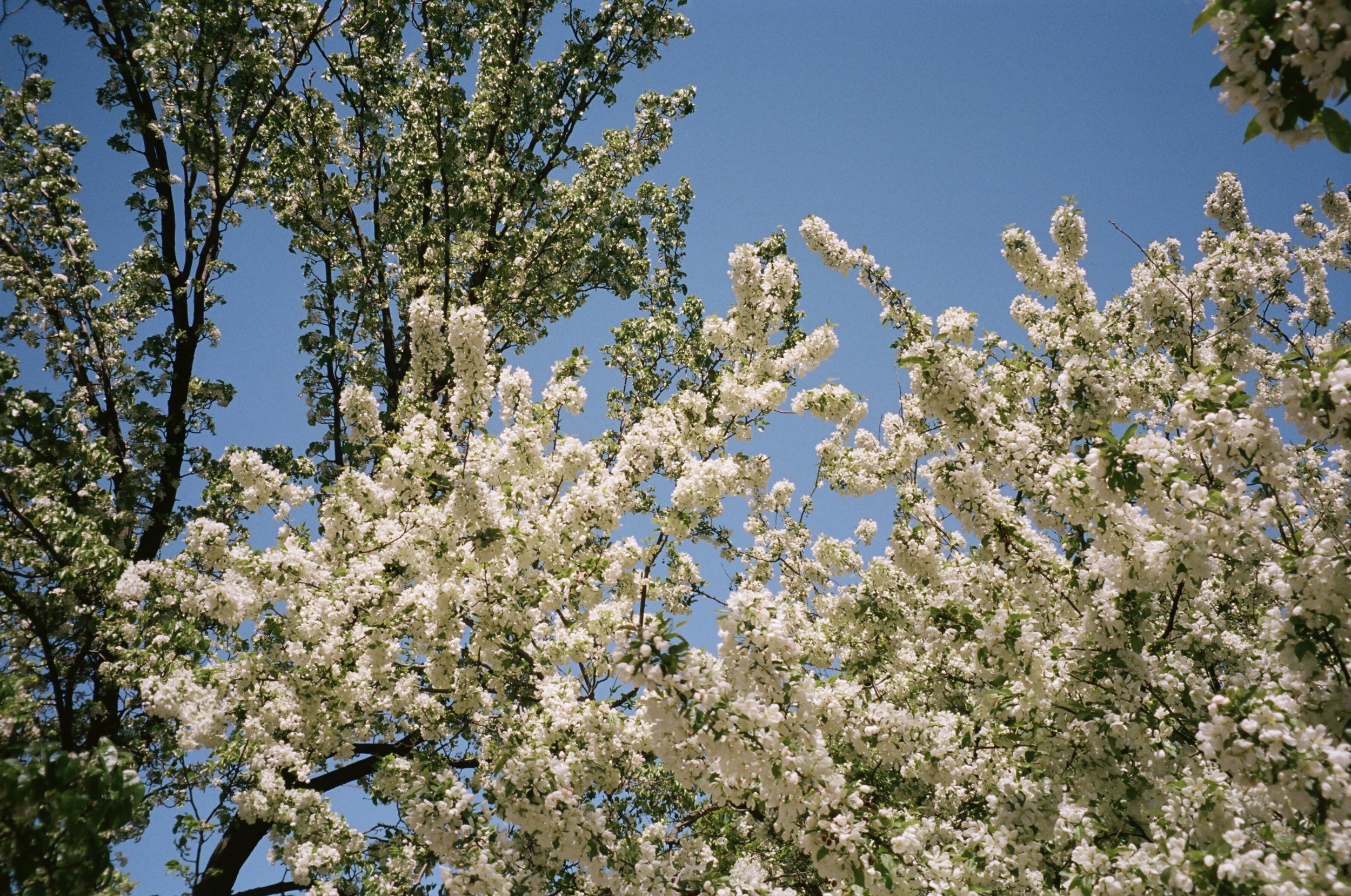 white flowers.jpg