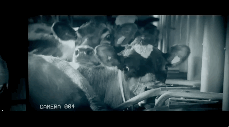 RSPCA - Respect For Every Kind