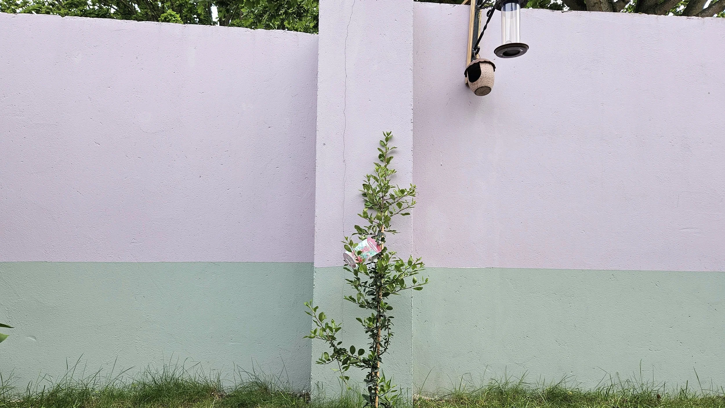 Newly planted Firethorn bush against a pillar. the area is the garden of Prevail Counselling Therapy
