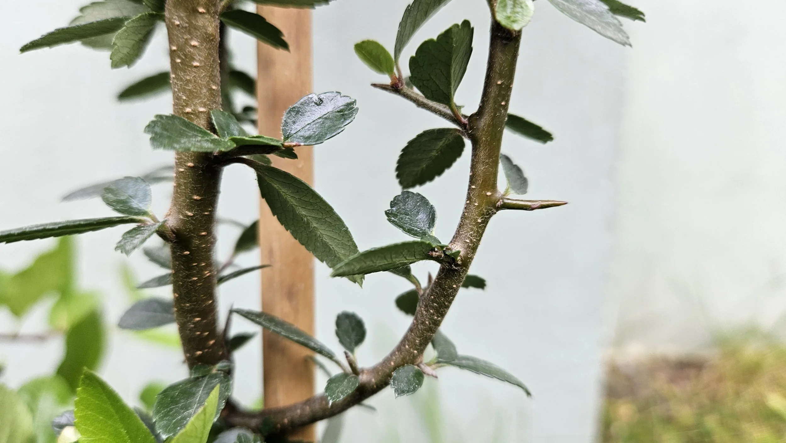 Counselling for the Thorns in Life