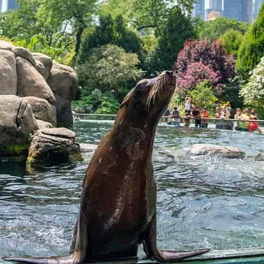 Central Park Zoo Family Trip