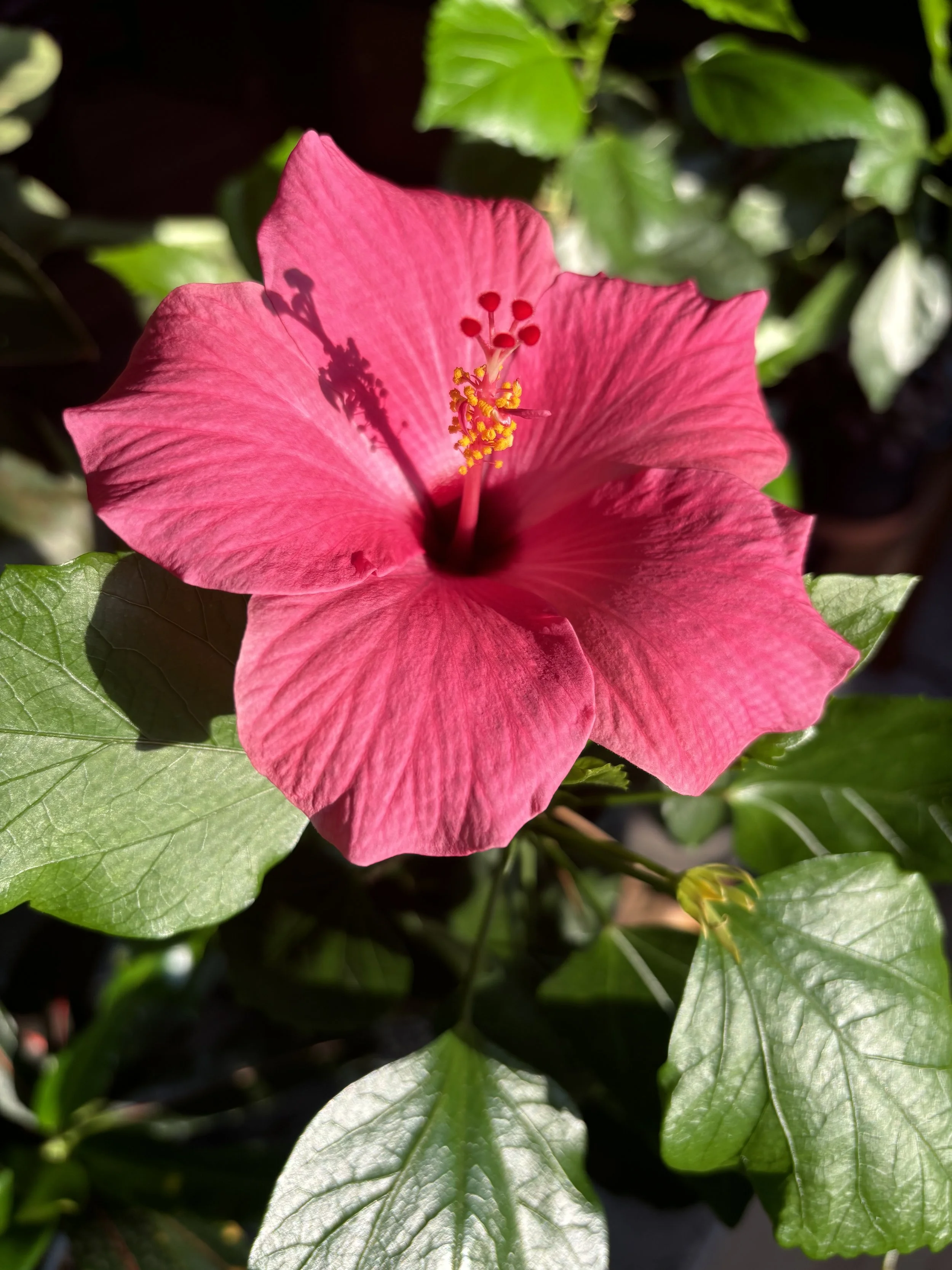 A gift for me when I woke up at home this morning.