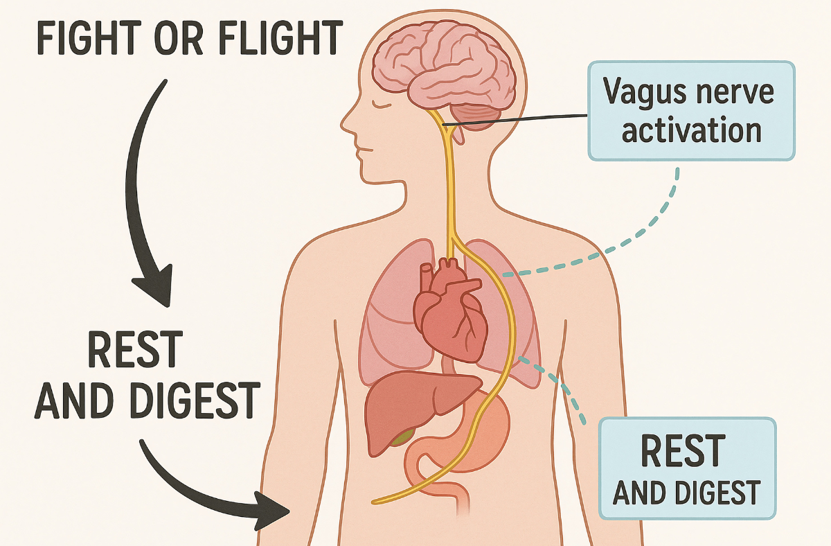 Diagram showing the vagus nerve, Your Body's Pathway to Healing from Trauma