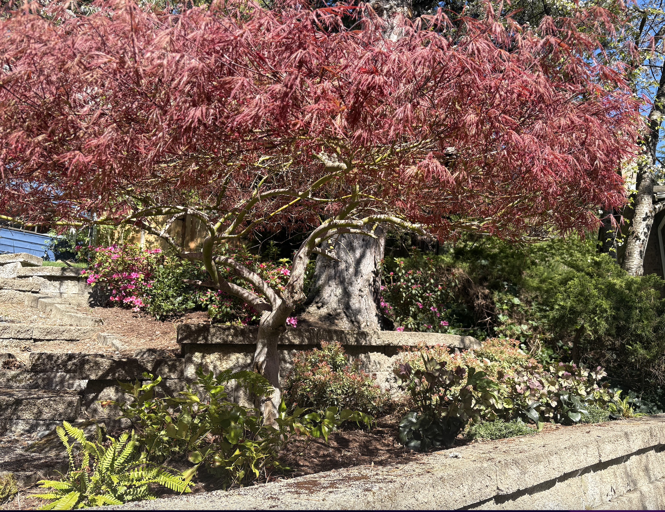 Lake Forest Park Woodland Garden