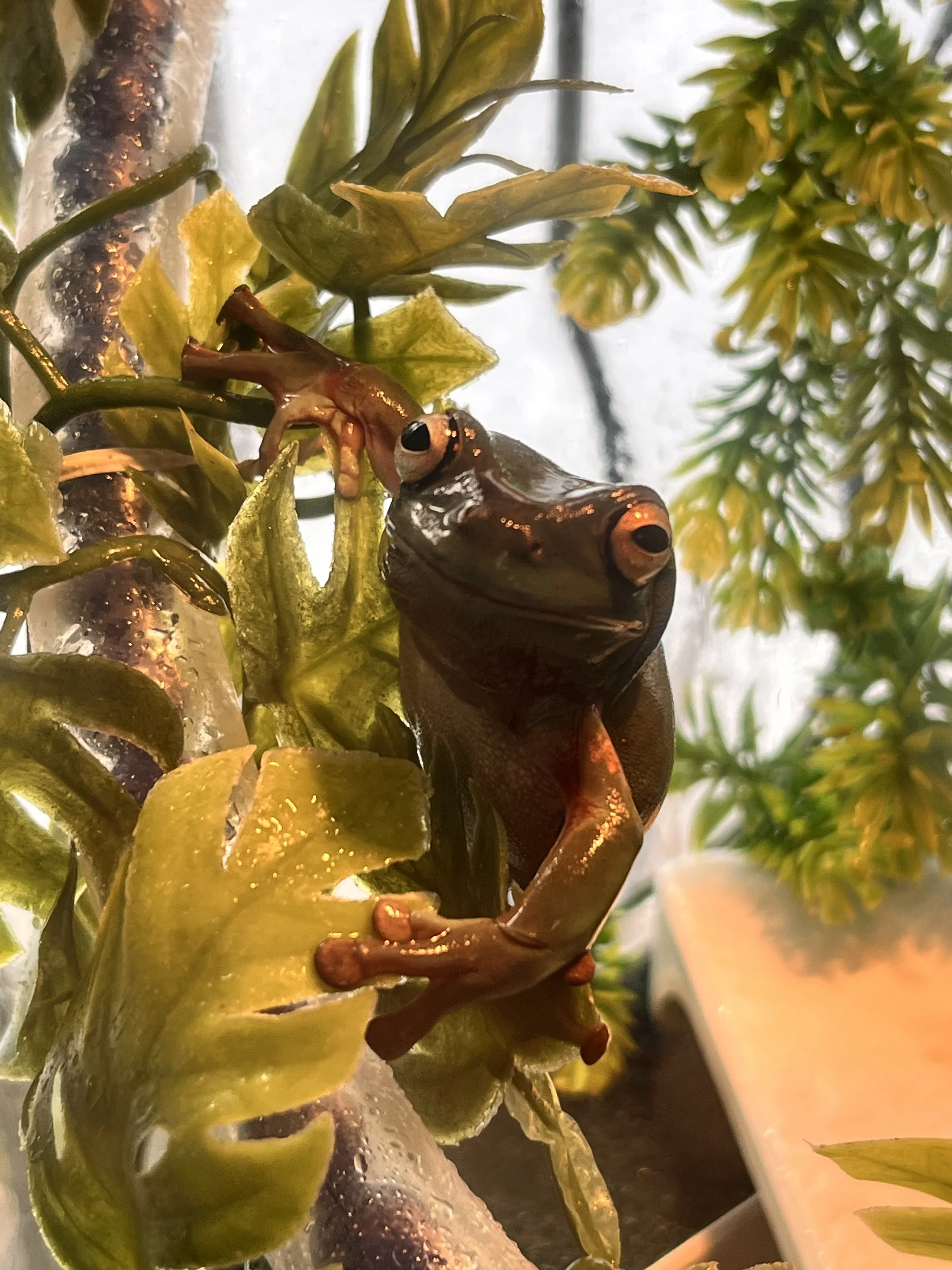 My pet frog, Walter!