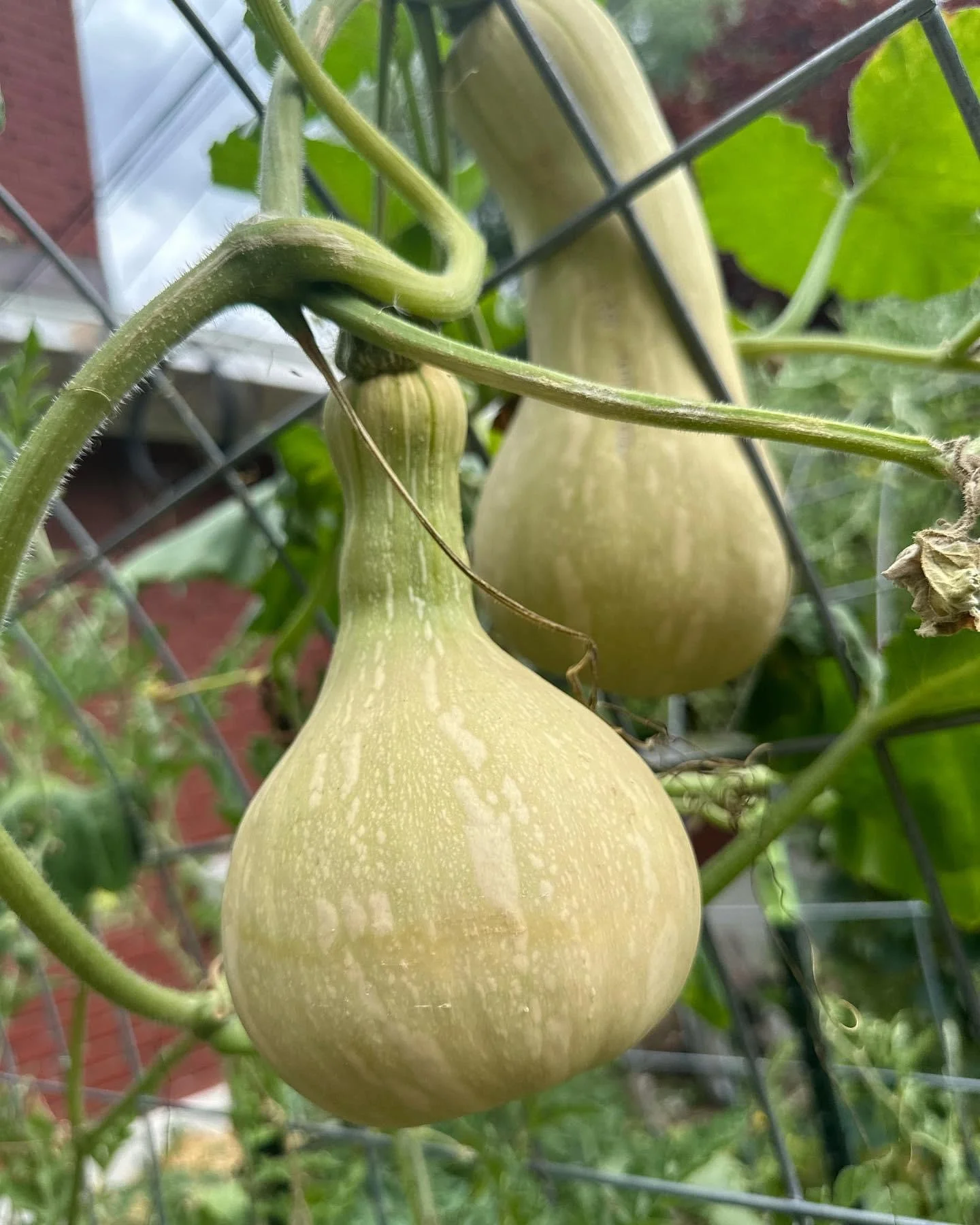 butternut squash.jpg