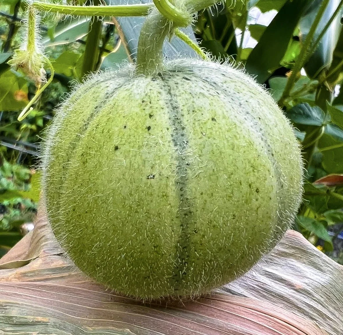 Fuzzy Melon.jpg