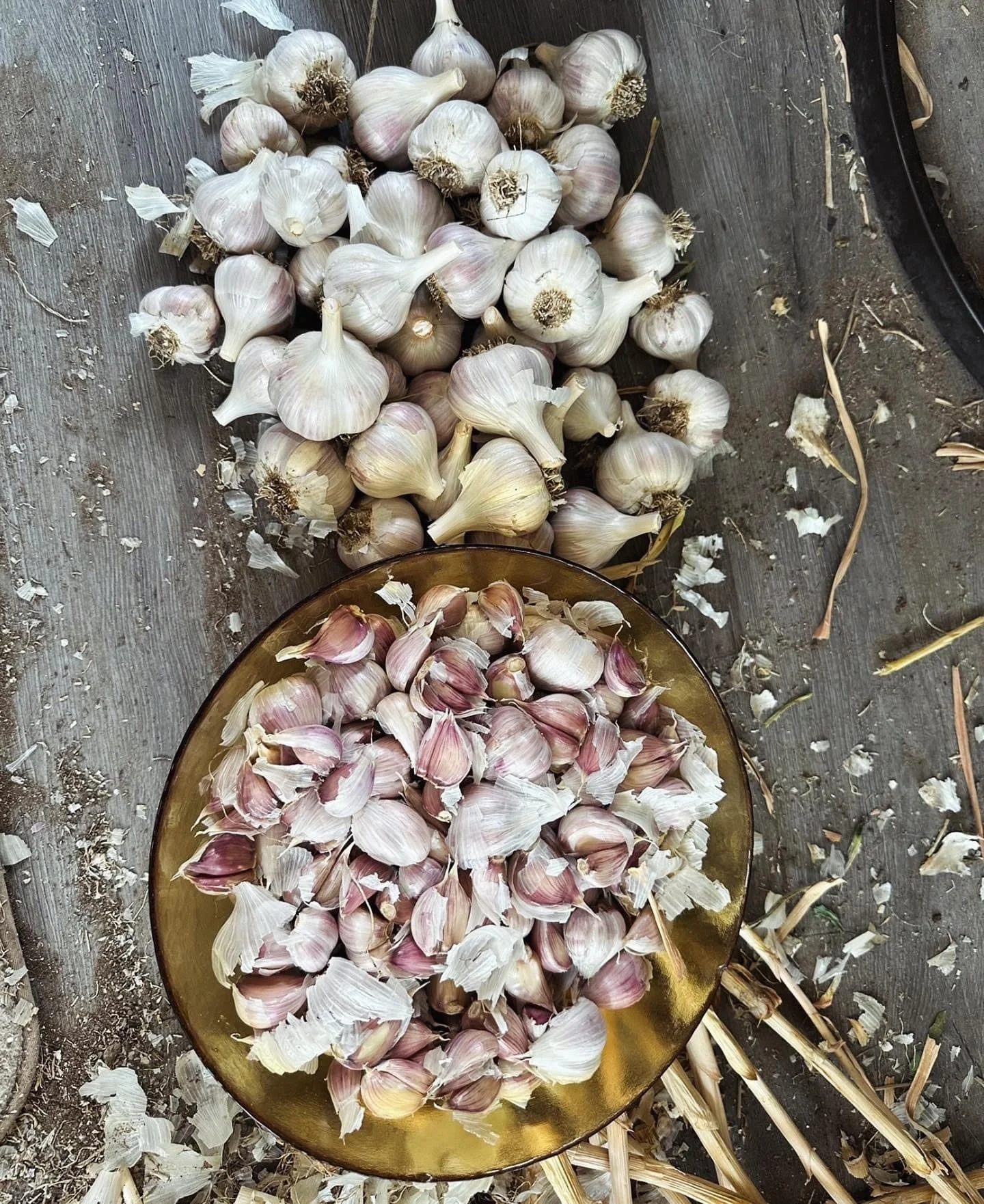 garlic 3.jpg
