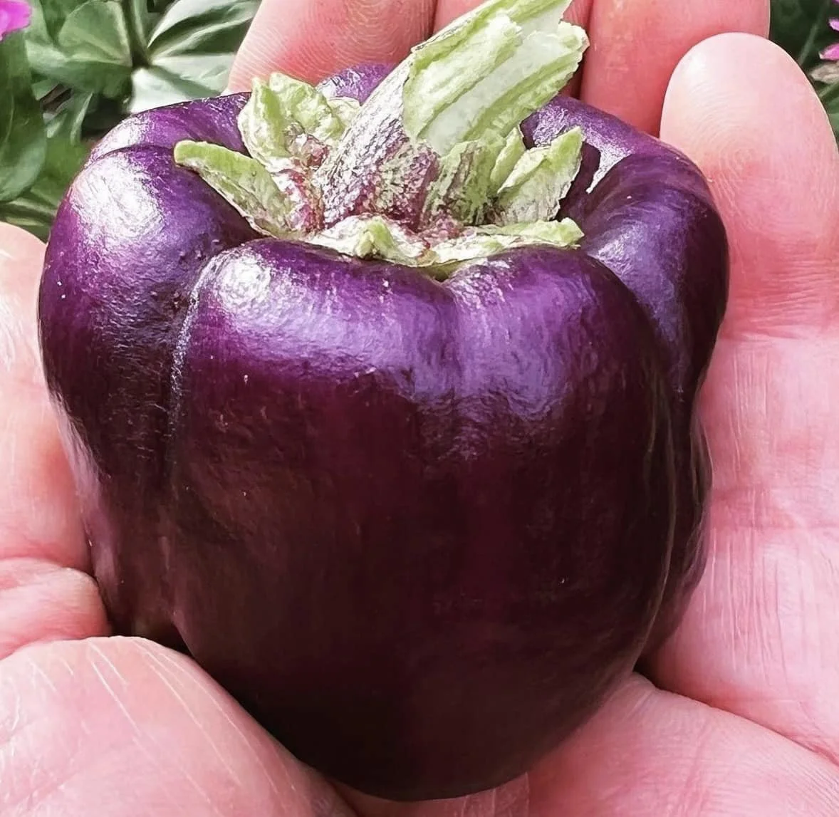 Purple Pepper.jpg